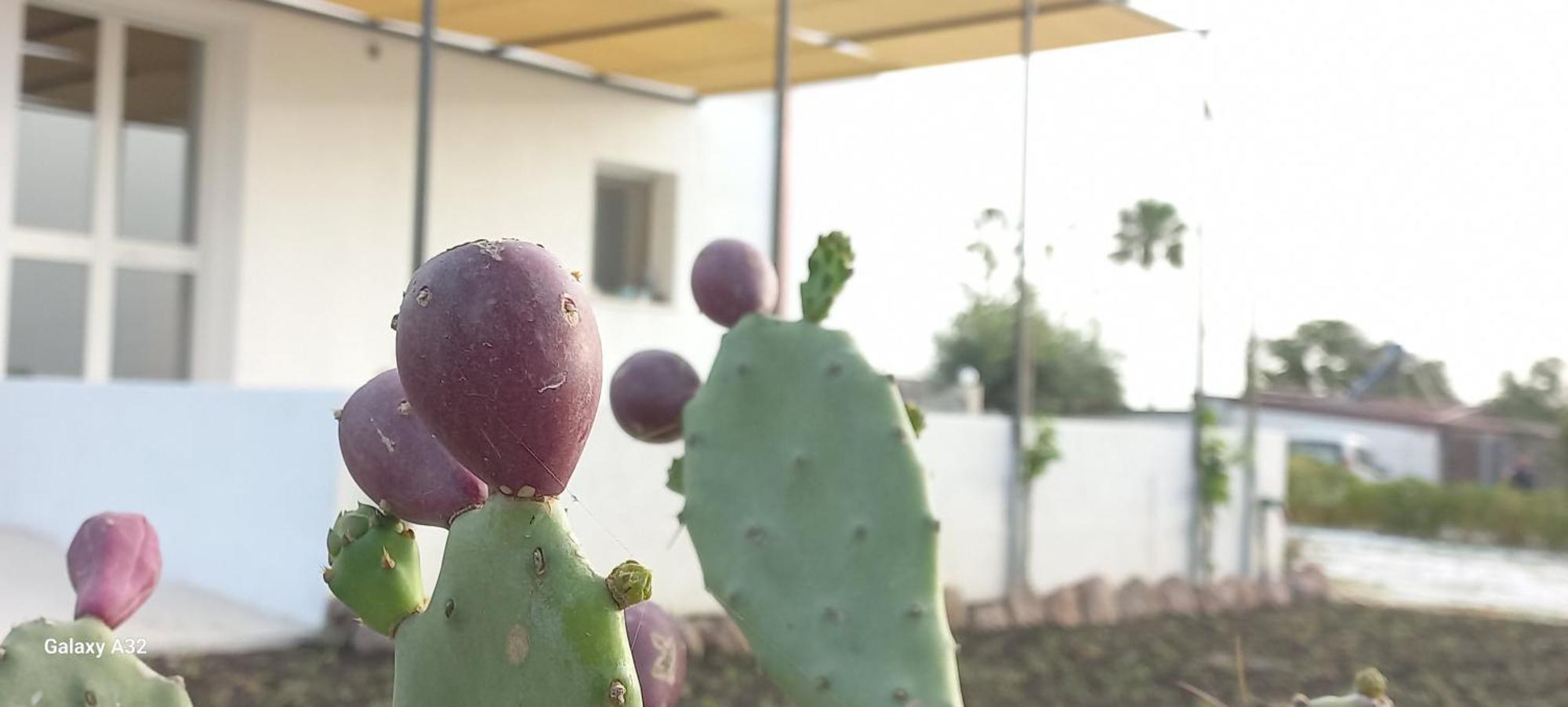 Almademari Giglio Casa Vacanza Пакино Номер фото